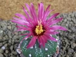 Astrophytum  asterias X red flower oibo akabana, pot 5,5 cm - 12398712