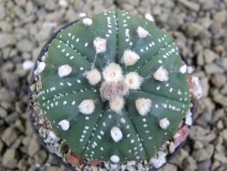 Astrophytum  asterias X red flower oibo akabana, pot 5,5 cm - 12398713