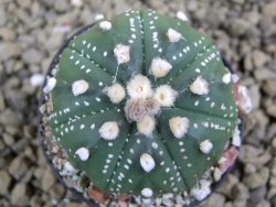 Astrophytum  asterias X red flower oibo akabana, pot 5,5 cm - 12398714