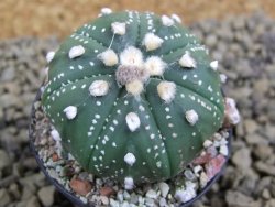 Astrophytum  asterias X red flower oibo akabana, pot 5,5 cm - 12398715