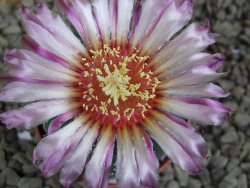 Astrophytum  asterias X red flower oibo akabana, pot 5,5 cm - 12398717