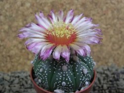 Astrophytum  asterias X red flower oibo akabana, pot 5,5 cm - 12398718