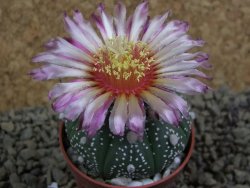 Astrophytum  asterias X red flower oibo akabana, pot 5,5 cm - 12398719