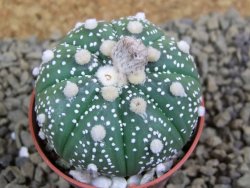 Astrophytum  asterias X red flower oibo akabana, pot 5,5 cm - 12398720