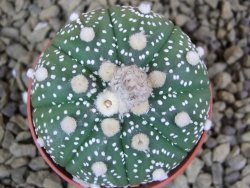 Astrophytum  asterias X red flower oibo akabana, pot 5,5 cm - 12398721