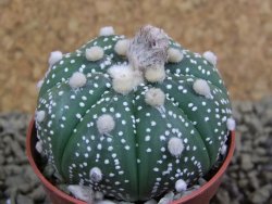 Astrophytum  asterias X red flower oibo akabana, pot 5,5 cm - 12398722