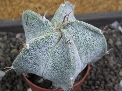 Astrophytum Dinosaur X ornatum pot 5,5 cm - 12398739