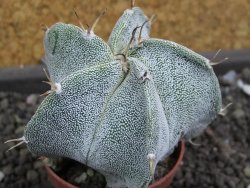 Astrophytum Dinosaur X ornatum pot 5,5 cm - 12398741