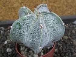 Astrophytum Dinosaur X ornatum pot 5,5 cm - 12398742