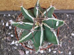 Astrophytum Dinosaur X ornatum pot 10 cm - 12398747