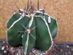 Astrophytum Dinosaur X ornatum pot 10 cm - 12398748