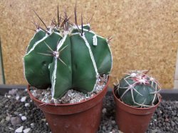 Astrophytum Dinosaur X ornatum pot 10 cm - 12398749