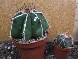 Astrophytum Dinosaur X ornatum pot 10 cm - 12398750