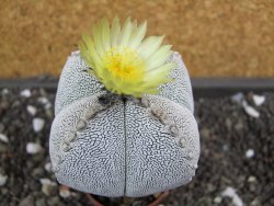 Astrophytum Onzuko quadricostatum pot 5,5 cm - 12398758