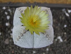 Astrophytum Onzuko quadricostatum pot 5,5 cm - 12398759