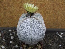 Astrophytum Onzuko quadricostatum pot 5,5 cm - 12398760