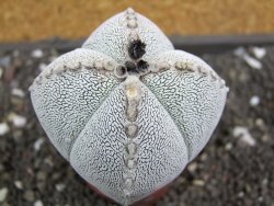 Astrophytum Onzuko quadricostatum pot 5,5 cm - 12398762