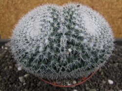 Mammillaria morganiana pot 10,5 cm - 12398764