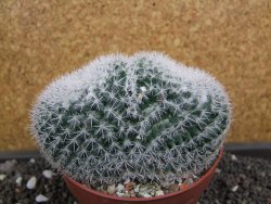 Mammillaria morganiana pot 10,5 cm - 12398765