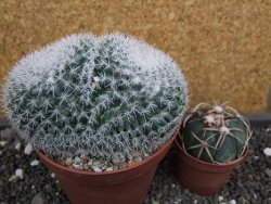 Mammillaria morganiana pot 10,5 cm - 12398766