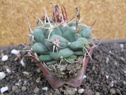 Thelocactus hexaedrophorus major pot 6,5 cm - 12398768