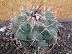 Thelocactus hexaedrophorus major pot 6,5 cm - 12398769