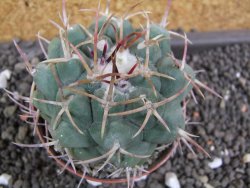 Thelocactus hexaedrophorus major pot 6,5 cm - 12398770