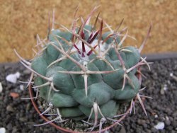 Thelocactus hexaedrophorus major pot 6,5 cm - 12398771