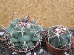 Thelocactus hexaedrophorus major pot 6,5 cm - 12398772