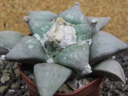 Ariocarpus furfuraceus 8 cm - 12398781