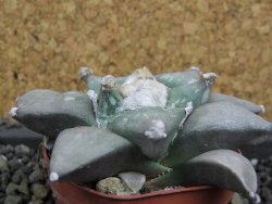 Ariocarpus furfuraceus 8 cm - 12398782