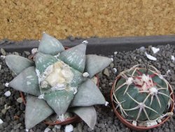 Ariocarpus furfuraceus 8 cm - 12398784