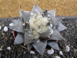 Ariocarpus retusus 8 cm - 12398786