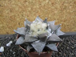 Ariocarpus retusus 8 cm - 12398787