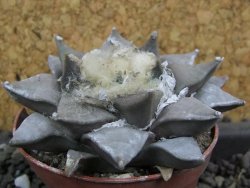 Ariocarpus retusus 8 cm - 12398789