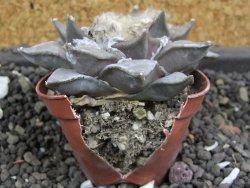 Ariocarpus retusus 8 cm - 12398791