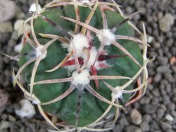 Echinocactus horizonthalonius Salinas, pot 4 cm - 12398798