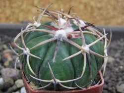 Echinocactus horizonthalonius Salinas, pot 4 cm - 12398799