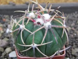 Echinocactus horizonthalonius Salinas, pot 4 cm - 12398800