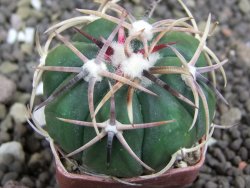 Echinocactus horizonthalonius Salinas, pot 4 cm - 12398801