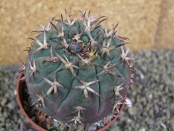 Gymnocalycium spegazzinii unguispinum SL 44b, pot 8,5 cm - 12398810