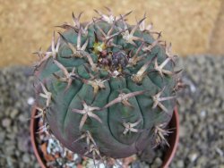 Gymnocalycium spegazzinii unguispinum SL 44b, pot 8,5 cm - 12398812