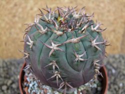 Gymnocalycium spegazzinii unguispinum SL 44b, pot 8,5 cm - 12398813