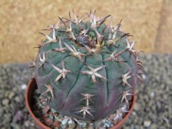 Gymnocalycium spegazzinii unguispinum SL 44b, pot 8,5 cm - 12398814