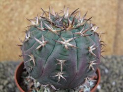 Gymnocalycium spegazzinii unguispinum SL 44b, pot 8,5 cm - 12398815