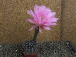 Echinopsis hybrid pot 5,5 cm - 12398816