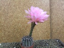 Echinopsis hybrid pot 5,5 cm - 12398817