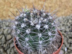 Echinopsis hybrid pot 5,5 cm - 12398819