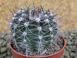 Echinopsis hybrid pot 5,5 cm - 12398820