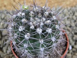 Echinopsis hybrid pot 5,5 cm - 12398821